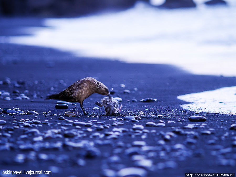 Фотоприключения в Исландии. Птицы Вик, Исландия