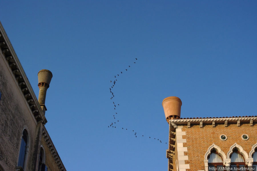 О трубах и птицах. Венеция, Италия