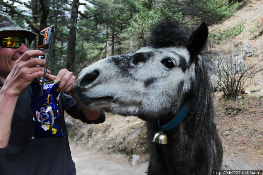 Толик и Конь Лобуче, Непал