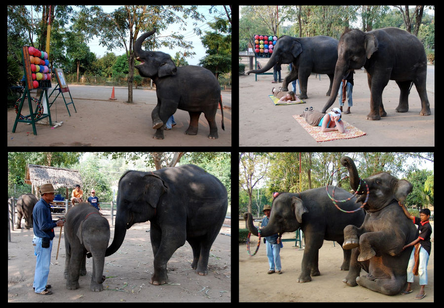 И небольшое шоу. Без слонов Таиланд трудно себе представить. Они его достояние. Канчанабури, Таиланд