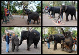 И небольшое шоу. Без слонов Таиланд трудно себе представить. Они его достояние.