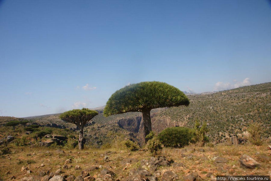Плато драконовых деревьев Остров Сокотра, Йемен