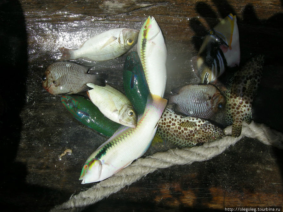 Рыбалка Джамбиани, Танзания