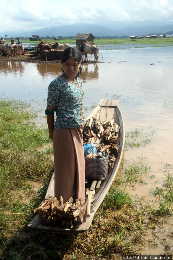 Торговля дровами Ньяунг-Шве, Мьянма