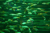 Рыбки в аквариуме цвета молодой весенней зелени.