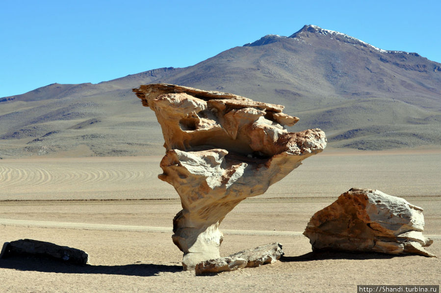 Каменное дерево Боливия