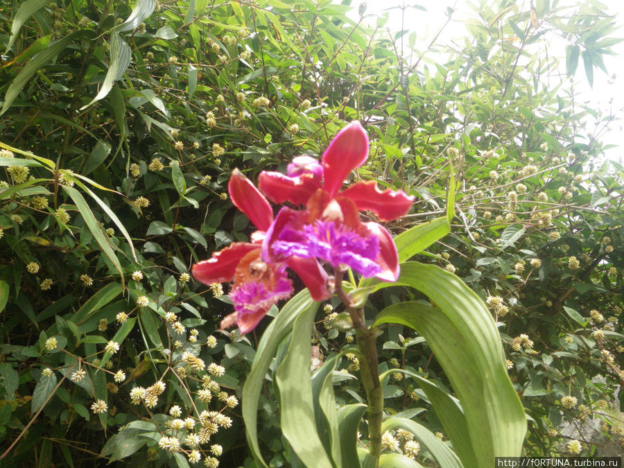 Орхидеи из Мачу-Пикчу Перу