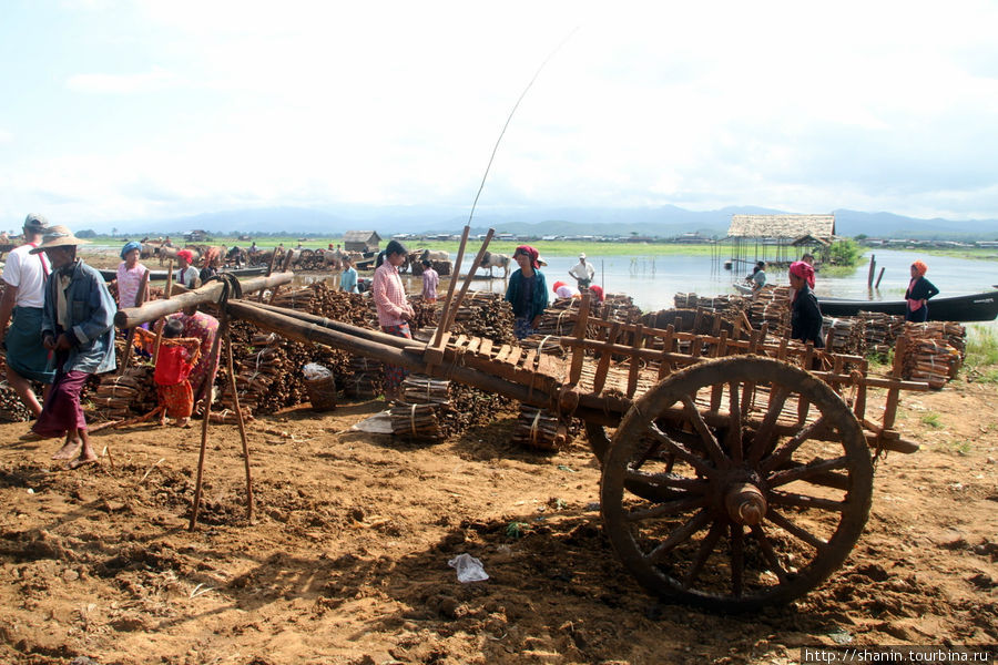 Дрова перевозят на арбе Ньяунг-Шве, Мьянма