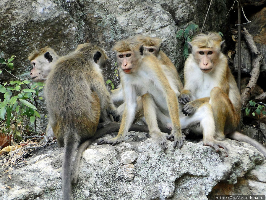 Вездесущие обезьянки — нынешние постоянные обитатели  легендарной скалы Сигирия, Шри-Ланка