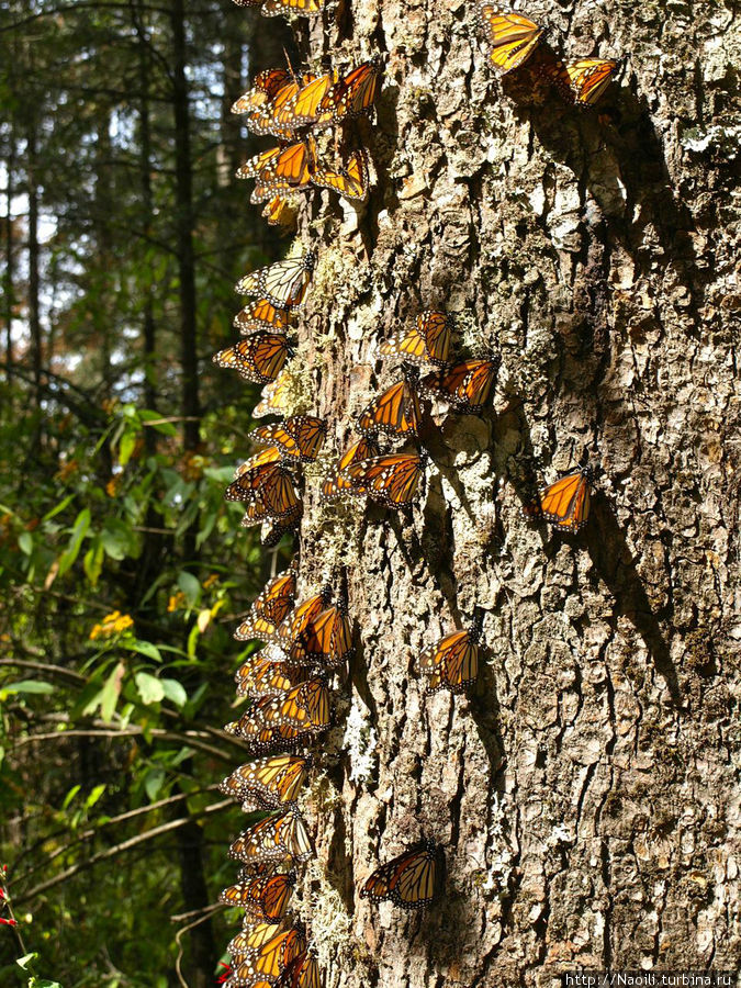 На ночь бабочки устраиваются спать на деревьях Биосферный заповедник бабочки Монарх, Мексика