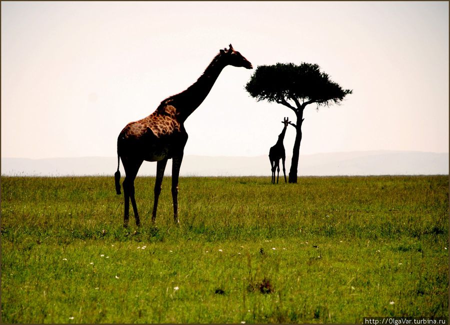 Под кроной акации можно не только спрятаться, но и подкормиться....Только жирафу под силу дотянуться до высокой акации Масаи-Мара Национальный Парк, Кения