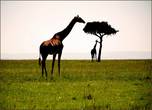 Под кроной акации можно не только спрятаться, но и подкормиться....Только жирафу под силу дотянуться до высокой акации