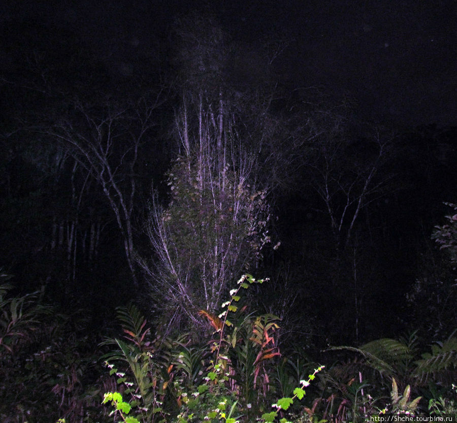 на этом дереве, типа, было видно ночного лемура Андасибе-Мантадиа Национальный Парк, Мадагаскар