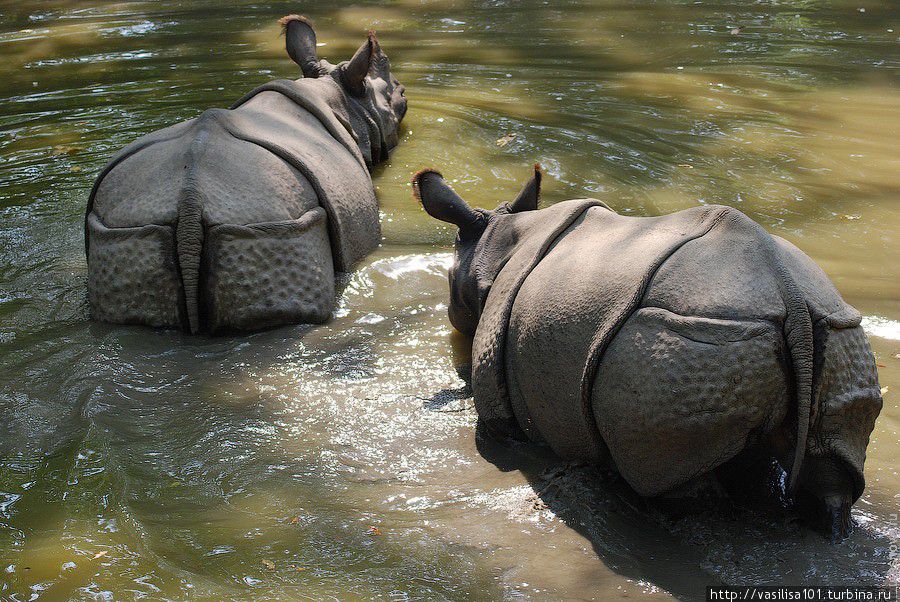 К носорогам в Национальный парк Читван