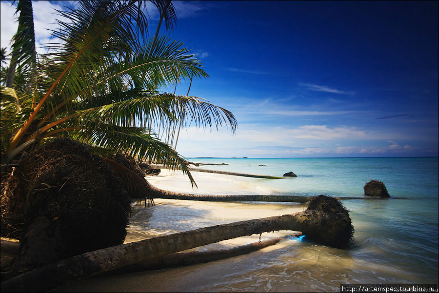Некоторые пальмы лишены растительности — это последствие цунами 2004 года Суматра, Индонезия