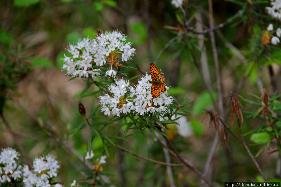 Бабочка и багульник Орловское Полесье Национальный Парк, Россия
