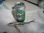 14 февраля, 2012 г. Последняя банка пива с летучей рыбкой...