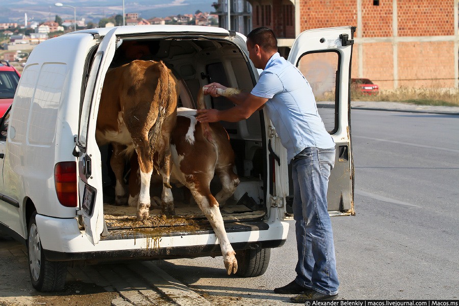 Коровий базар в Косово