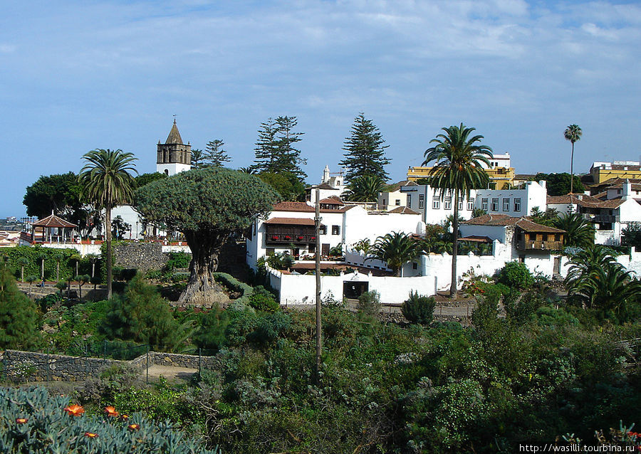 Драконово дерево(слева). Икод де лос Винос. Остров Тенерифе, Испания