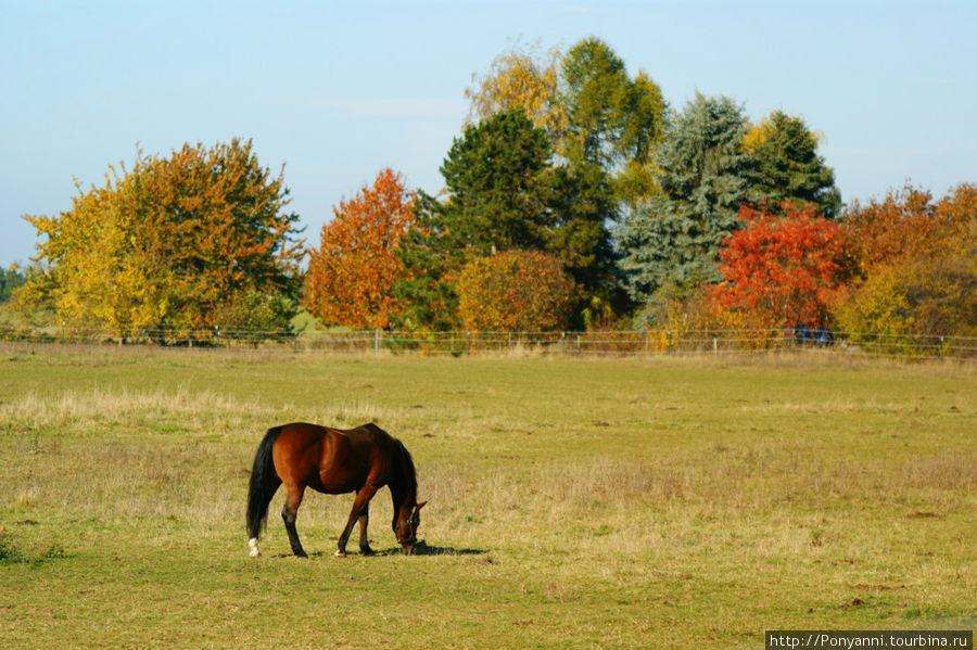 Осень и немного ...лошади. Вайль-дер-Штадт, Германия