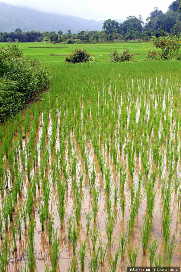 Зеленеют всходы риса Ванвьенг, Лаос