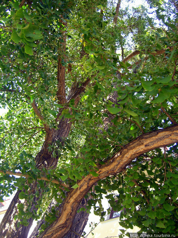 Дерево гинкго Веймар, Германия