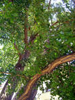 Дерево гинкго