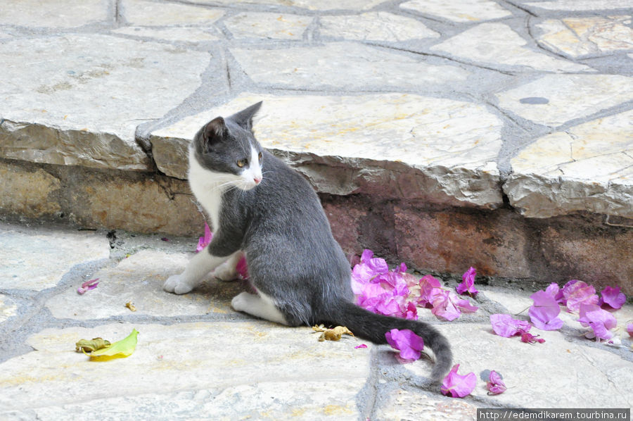 Коты в греческих интерьерах Корфу, остров Корфу, Греция
