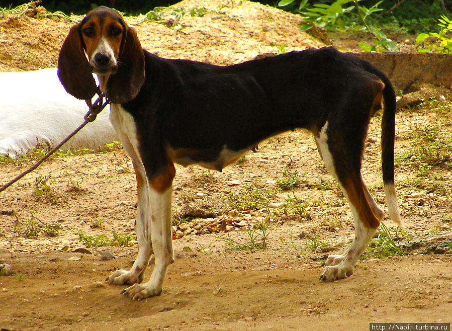 Собака охотничей породы Сан-Лоренцо-Теночтитлан, Мексика