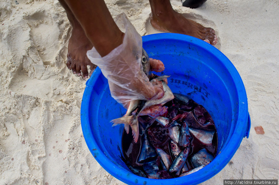 В этом отеле туристы могут попробовать кормить скатов самостоятельно! Мальдивские острова