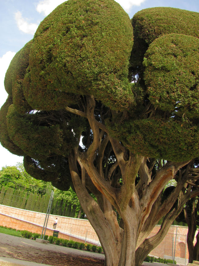 погладить дерево Мадрид, Испания
