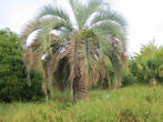 Пальма в парке Южные культуры