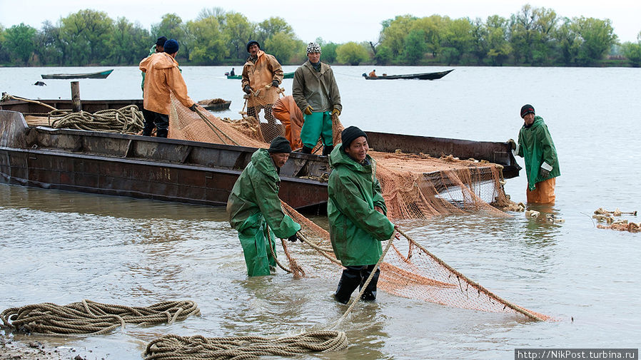 Тоня на Кегаче – рыбаки тянут невод с уловом Атырауская область, Казахстан