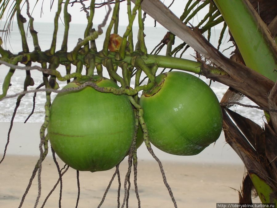 Крупные, созревшие плоды, которые готовы к употреблению... Фантхиет, Вьетнам