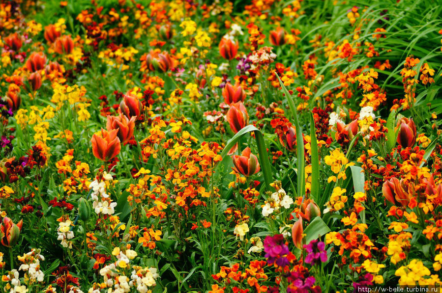 Был май и цвел прекрасный сад. Цветотерапия 2012, ч.1 Живерни, Франция