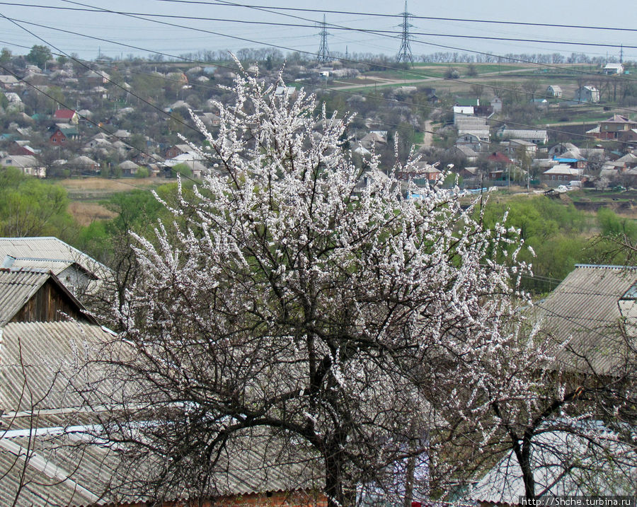 Абрикосы цветут повсеместно, особенно хорошо в населенных пунктах. Но как-то смущает задний фон. Рогань, Украина