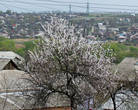 Абрикосы цветут повсеместно, особенно хорошо в населенных пунктах. Но как-то смущает задний фон.
