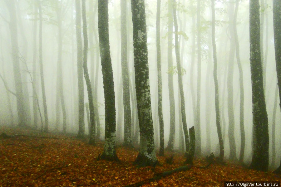 Что-то мистическое есть в таком лесу, накрытом туманом Алушта, Россия