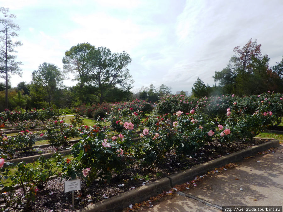 Прекрасный сад - розарий в музейном районе Хьюстона Хьюстон, CША