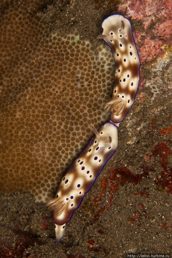 Голожаберные моллюски Комодо Национальный Парк, Индонезия