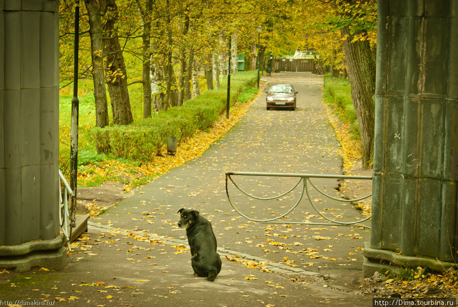 Пёс у входа в парк Монрепо. Выборг, Россия