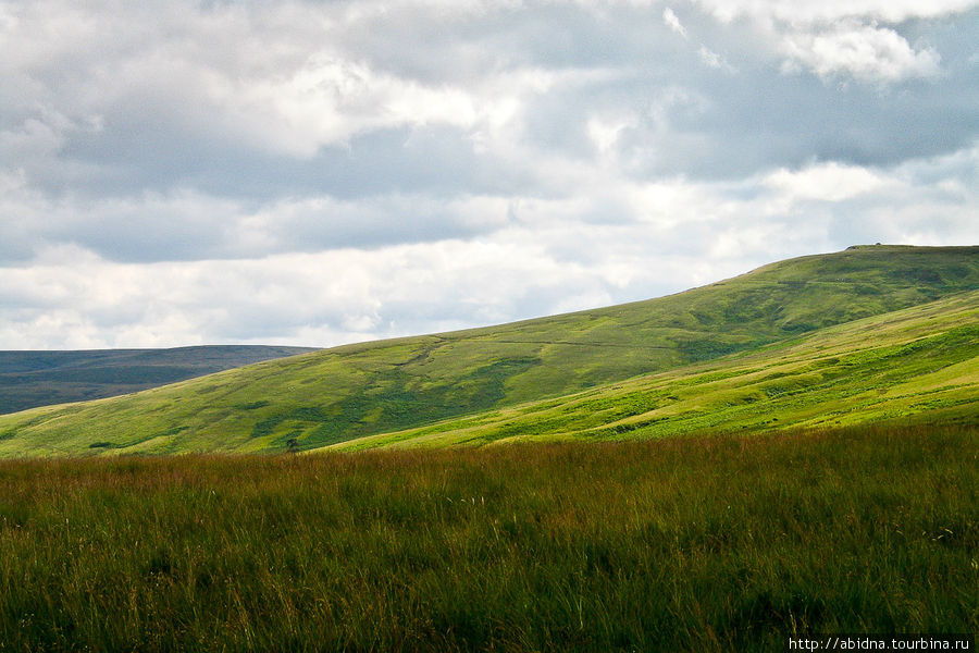 Пейзажи Сноудонии, вереск и овечки Уэльс, Великобритания