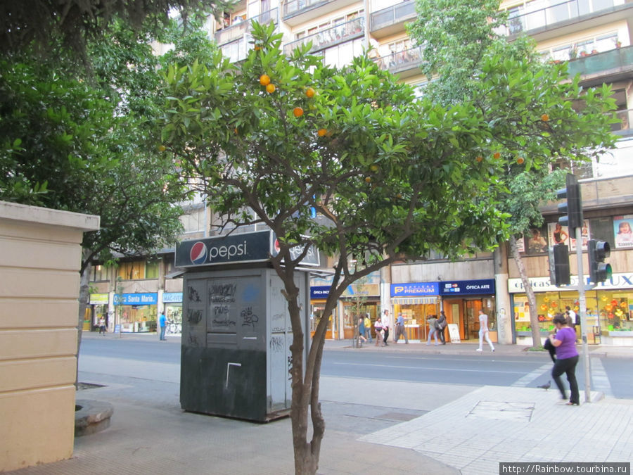 Апельсиновые деревья на улице Сантьяго, Чили