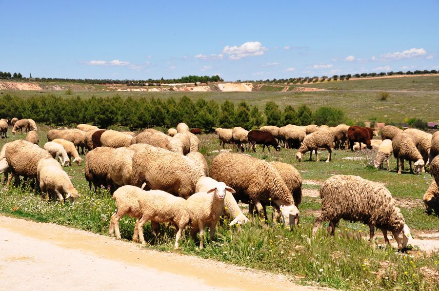 Мельницы и овцы