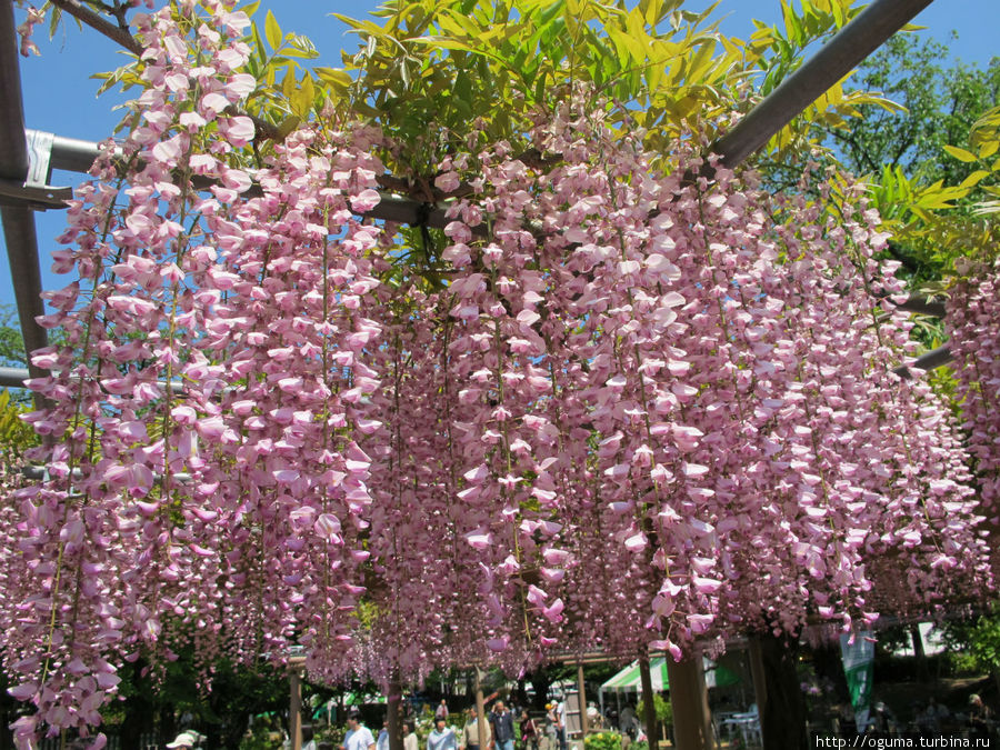 Розовая глициния Конан, Япония