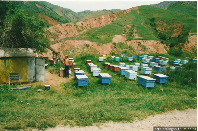 Мимо проходим жилища пасечников, которые приезжают в горы дышать воздухом и производить мёд на целое лето Чимган, Узбекистан