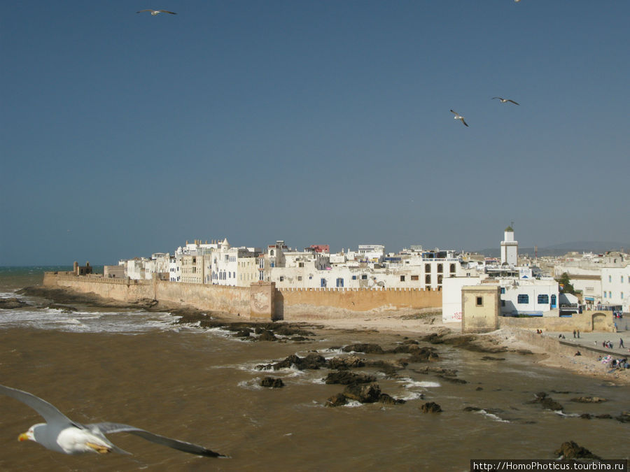 Чайки и ветер Эссуэйра, Марокко