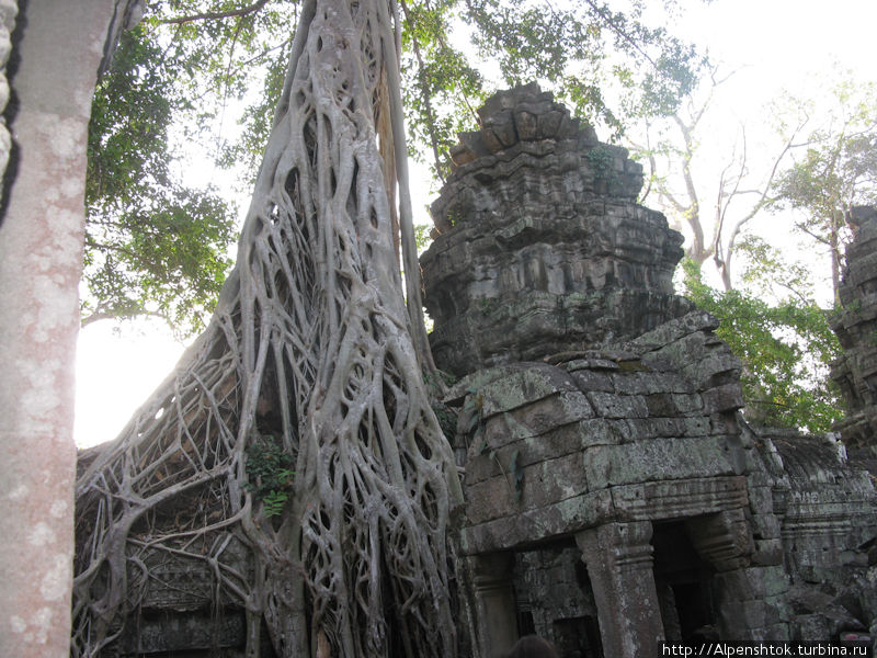 Храм Та Пром, в свое время специально не стали целеком расчищать от деревьев. хотели показать, как выглядели все храмы, когда были найдены. А теперь это главный камень предкновения, не убрать корни деревьев — разрушится храм, а ради них едут большинство туристов. Камбоджа