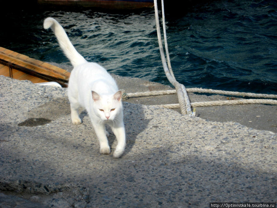 Коты города Кушадасы. Кушадасы, Турция