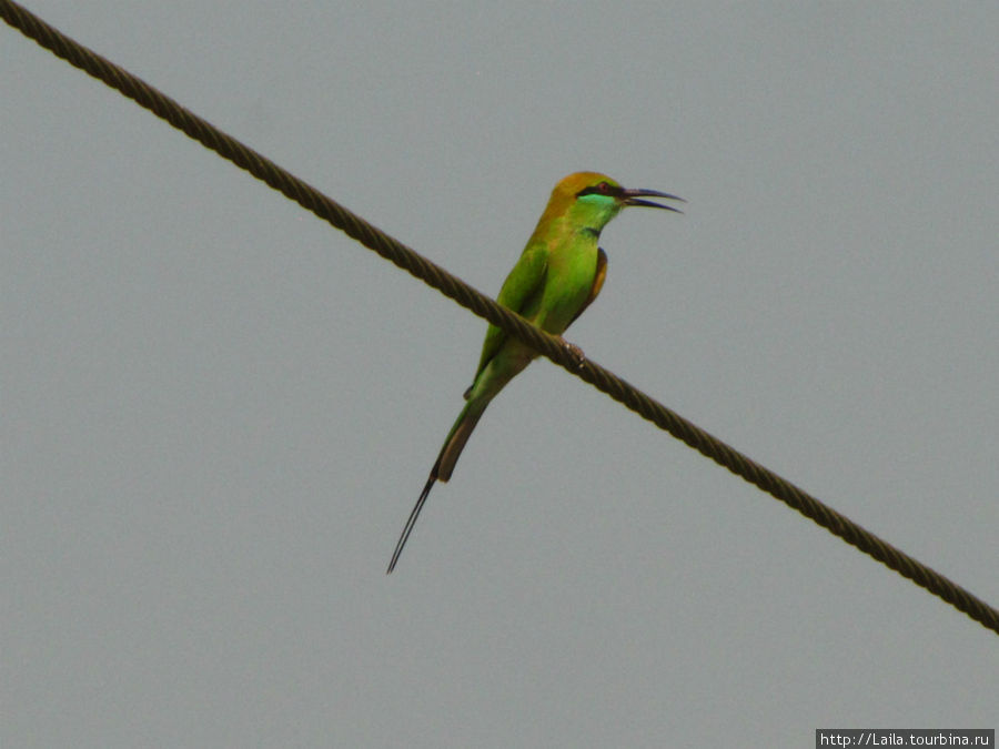 Гоанская птичка Штат Гоа, Индия